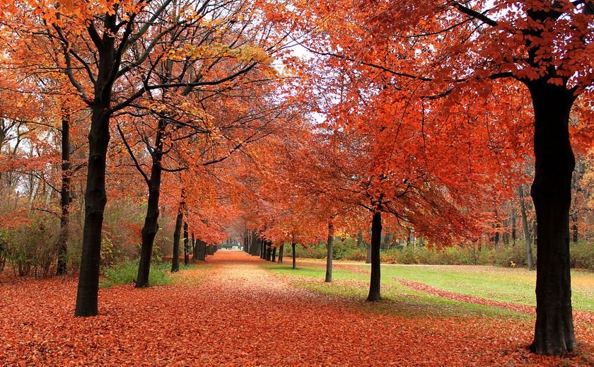 Tiergarten Park je najväčší mestský park v Berlíne. Výhodou je aj centrálna poloha v blízkosti mnohých obľúbených atrakcií. 