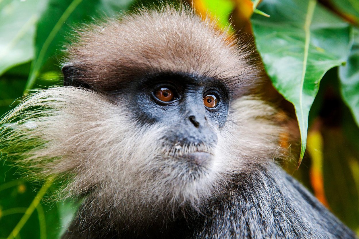 Langur purpurový je opica, ktorá je endemická na Srí Lanke. V súčasnosti žijú prevažne v hornatej krajine, ich počet je kriticky nízky a sú zaradení medzi 25 najohrozenejších primátov na svete. 