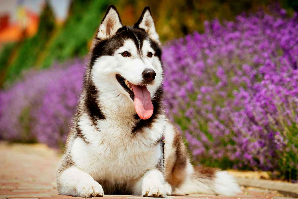 Husky 