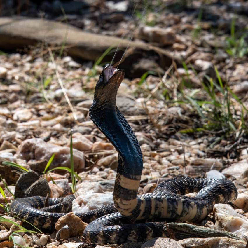 Užovka zebrová (Naja nigricincta) v Namíbii.