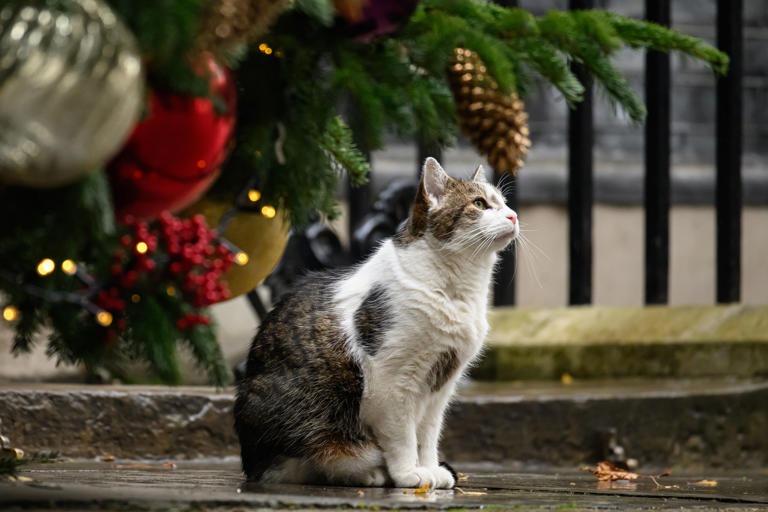 Larry, 17-ročný kocúr, sa stal veľmi obľúbeným na Downing Street