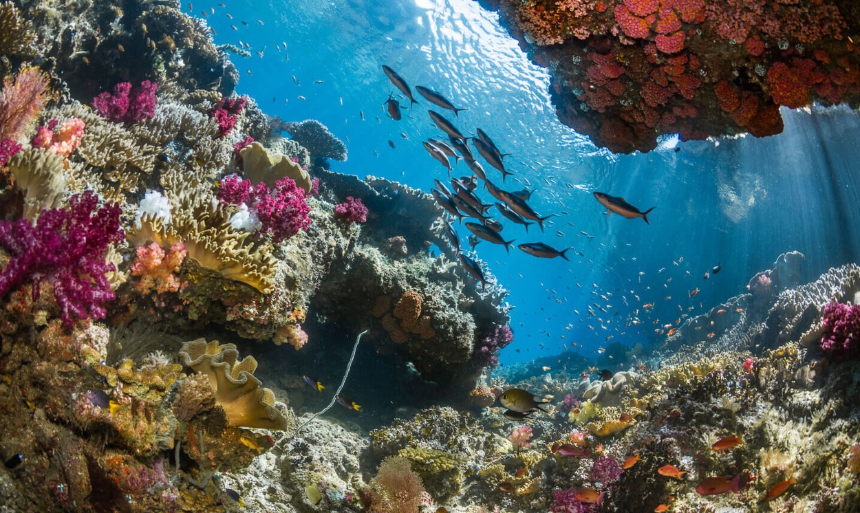 Raja Ampat ponúka jedinečné potápačské zážitky.