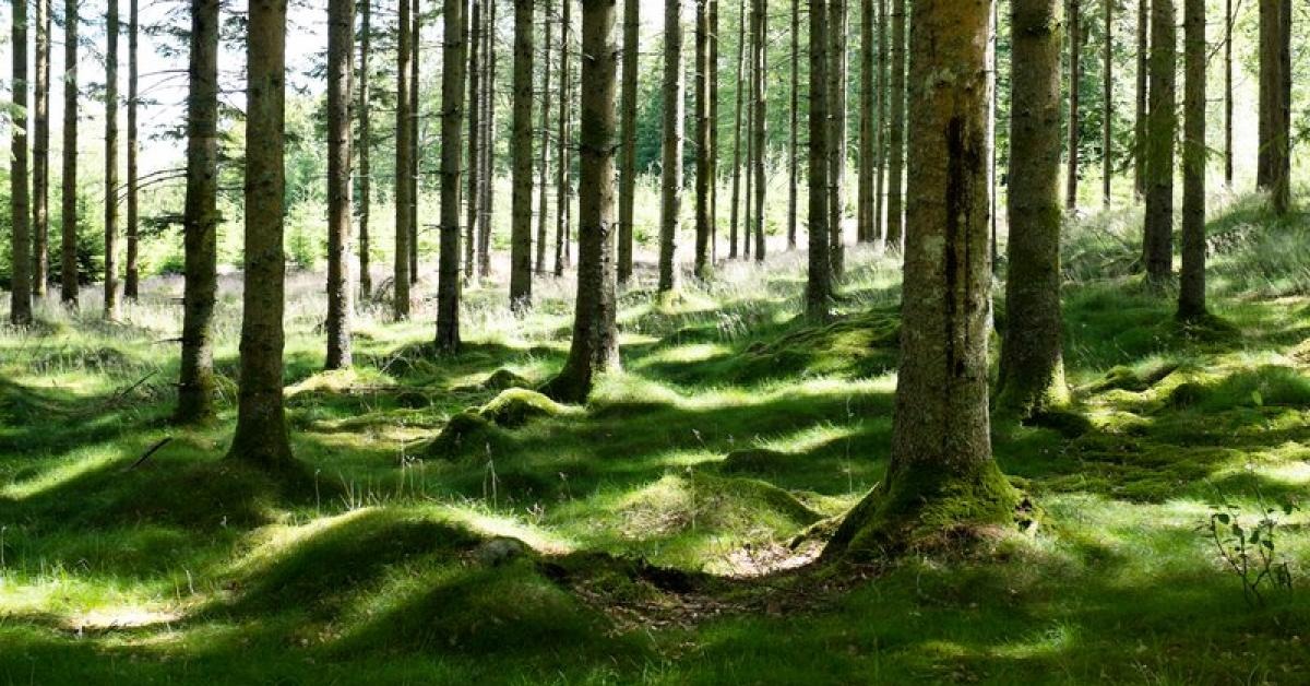 Obrovský podiel majú na to práve vysoké dane.