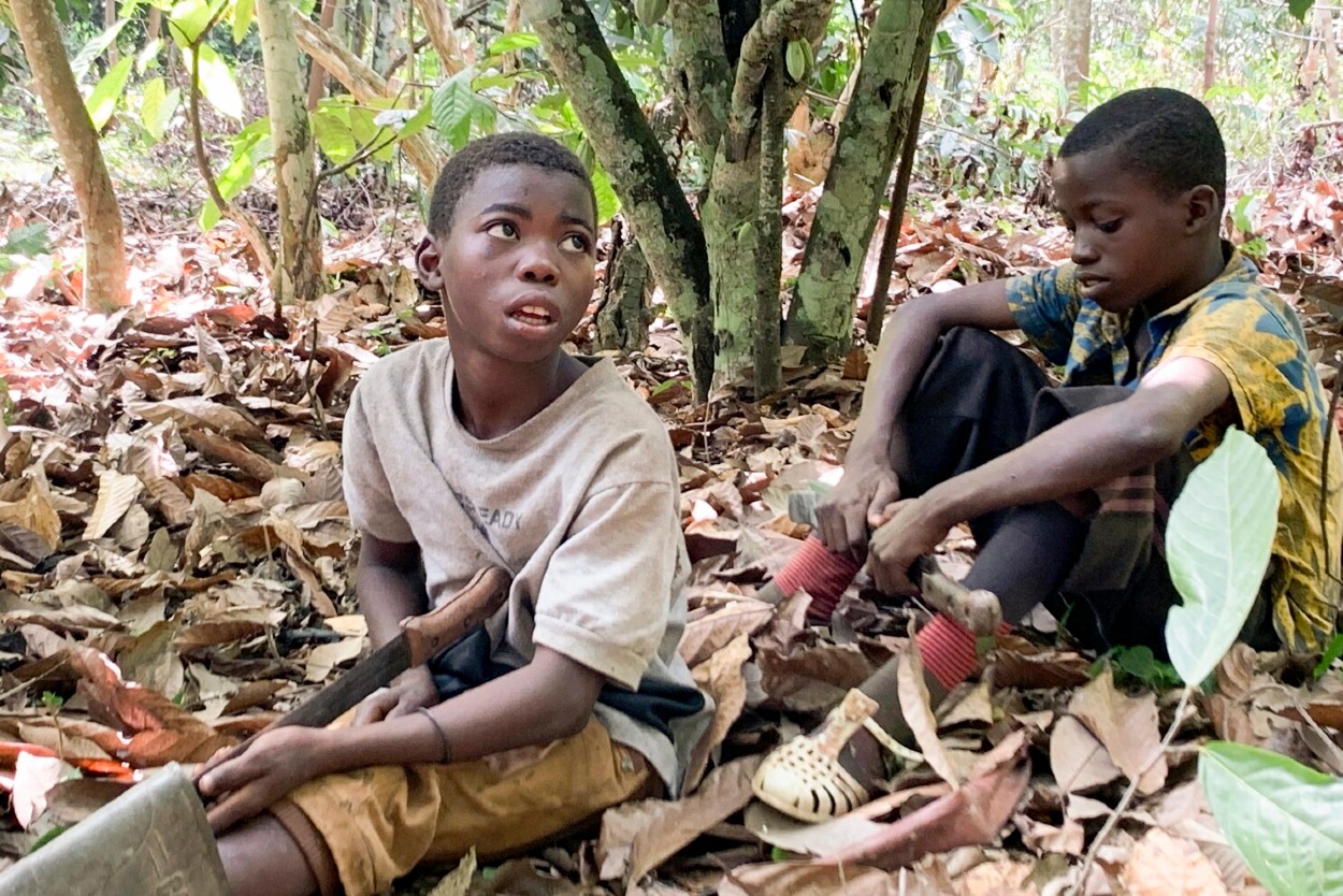 Odhaduje sa, že na kakaových plantážach v západnej Afrike pracuje viac ako dva milióny detí.