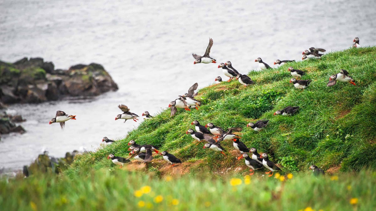 Grímsey je známy svojimi obrovskými kolóniami morských vtákov, ako sú mníšiky, kormorány, guillemoty a arktické čajky.