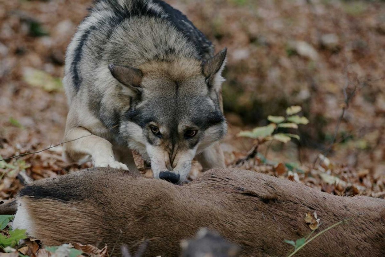 Konečná fáza lovu je priamy útok, ktorý vykonávajú najskúsenejší a najsilnejší vlci v smečke. Ich úlohou je zraziť a usmrtiť korisť efektívne a rýchlo. 