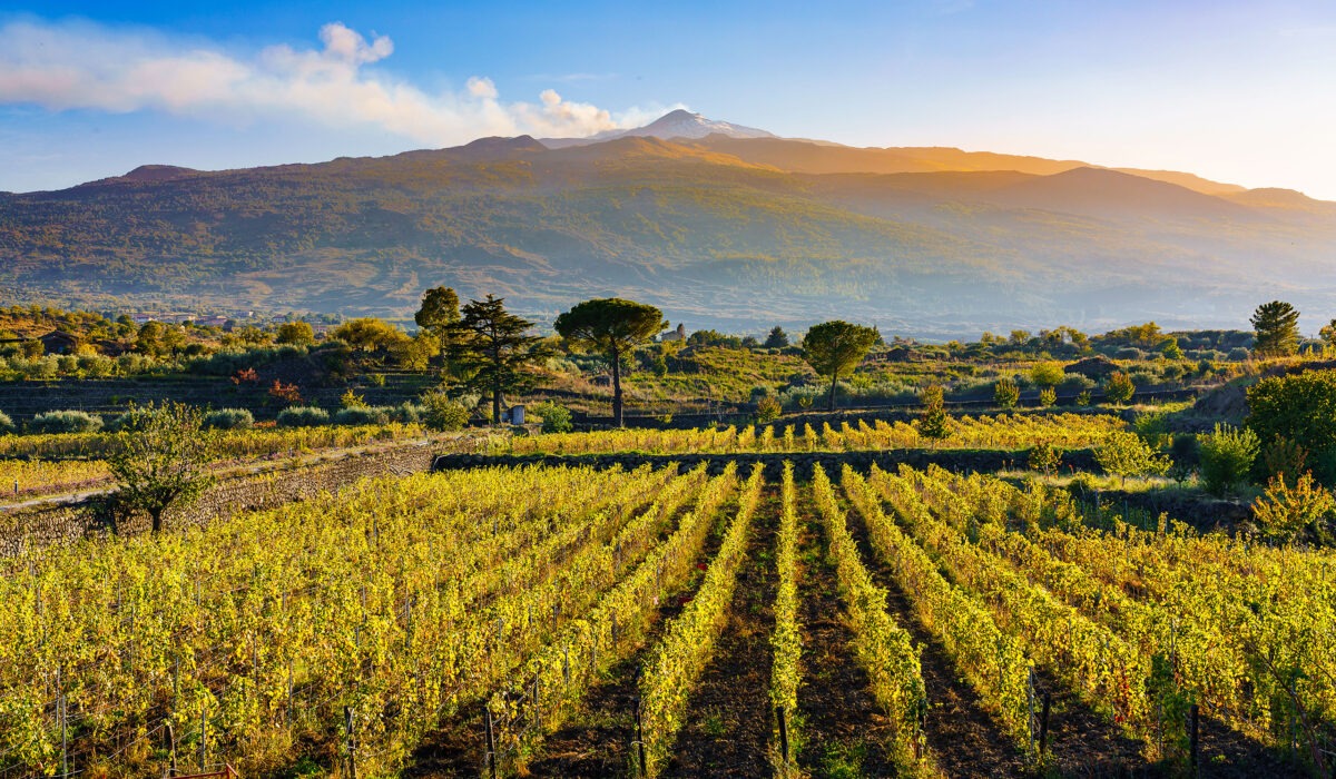 Vinárstvo z oblasti Etna, ktorá je známa svojimi vulkanickými pôdami a vysoko kvalitnými vínami, je skutočnou lahôdkou pre milovníkov vína. 