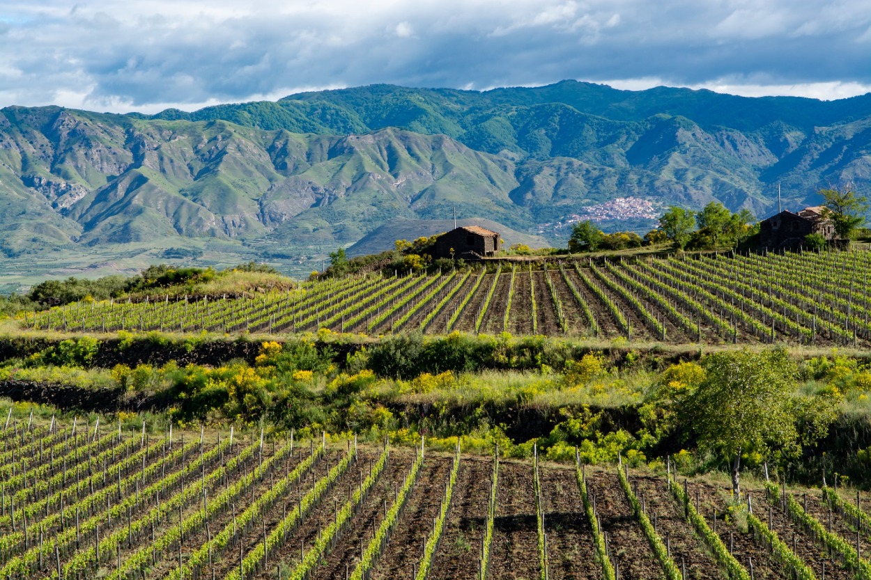  Etna produkuje vína, ktoré kombinujú ovocné tóny s minerálnymi a dymovými nuansami, čo je dôsledok sopečného terroiru.