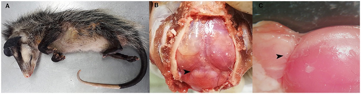 Prvý zdokumentovaný prípad cerebrálnej angiostrongyliázy spôsobenej Angiostrongylus costaricensis-om vo voľne sa pohybujúcej vačici.