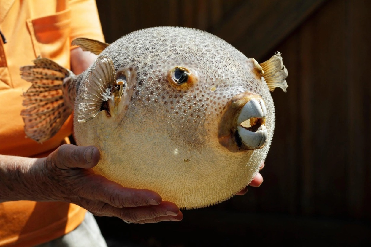 Fugu (japonská ryba fugu) - táto japonská ryba patrí medzi najznámejšie nebezpečné jedlá na svete.