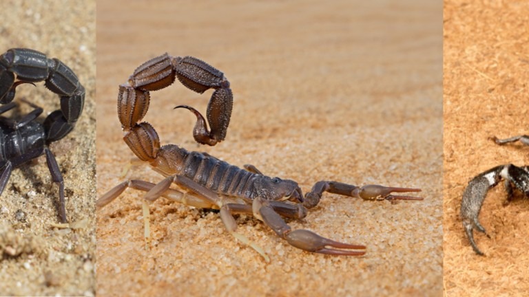 Obrazok