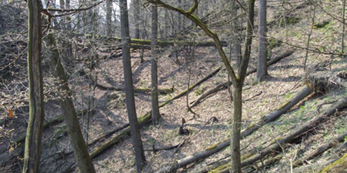 Pri práci v lese strom smrteľne zranil drevorubača († 47)