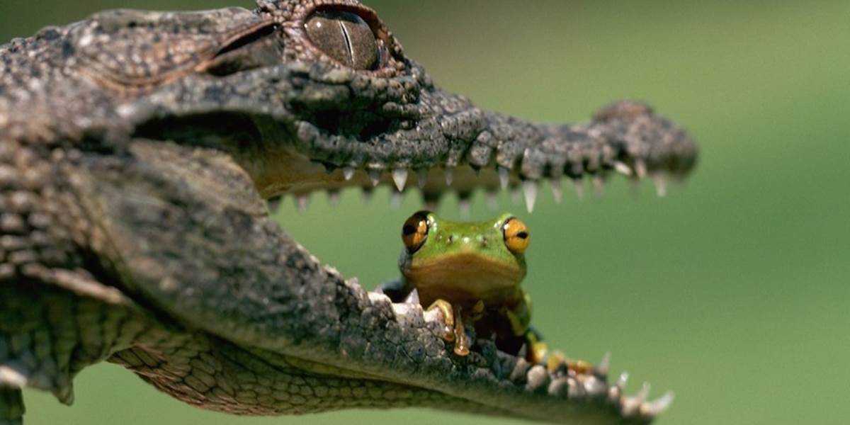 V Zimbabwe kŕmia krokodíly namiesto mäsom vegetariánskou stravou, aby mali kvalitnejšiu kožu