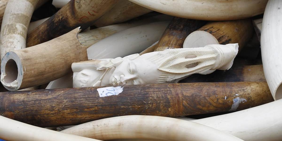 Belgicko zničilo slonovinu v úsilí upriamiť pozornosť na nezákonný obchod