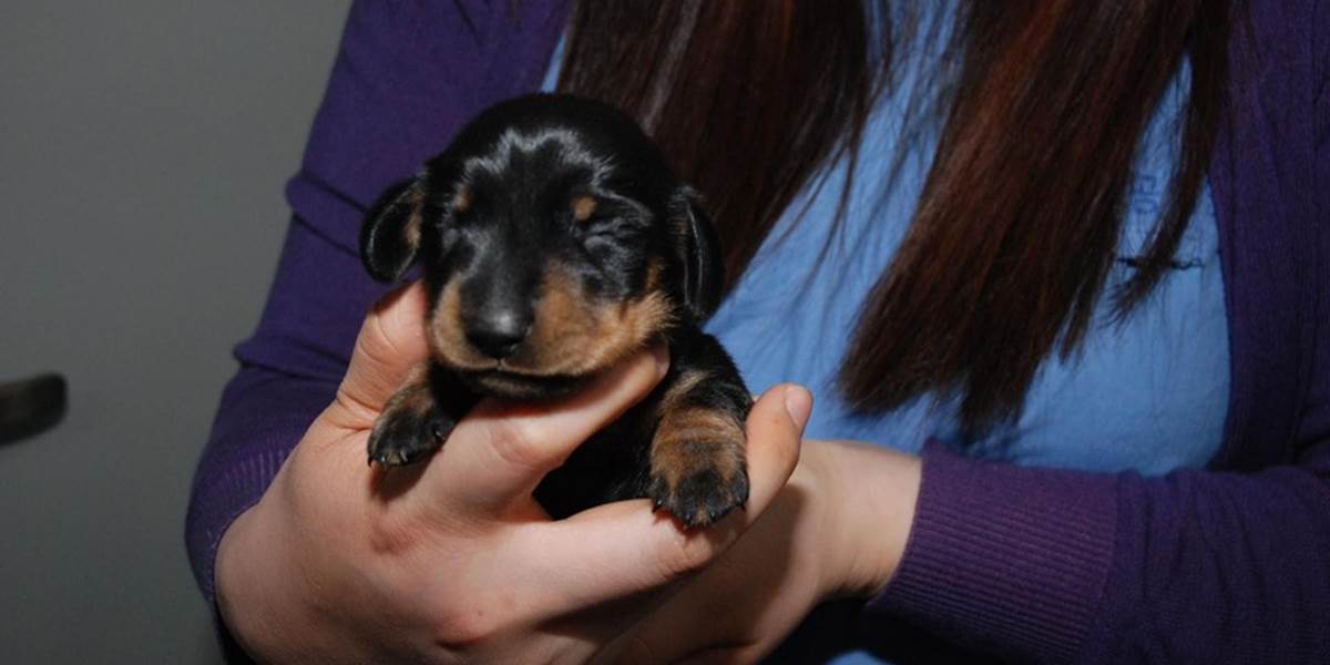 VIDEO Toto je prvý naklonovaný pes Veľkej Británie, stál viac ako 70-tisíc!