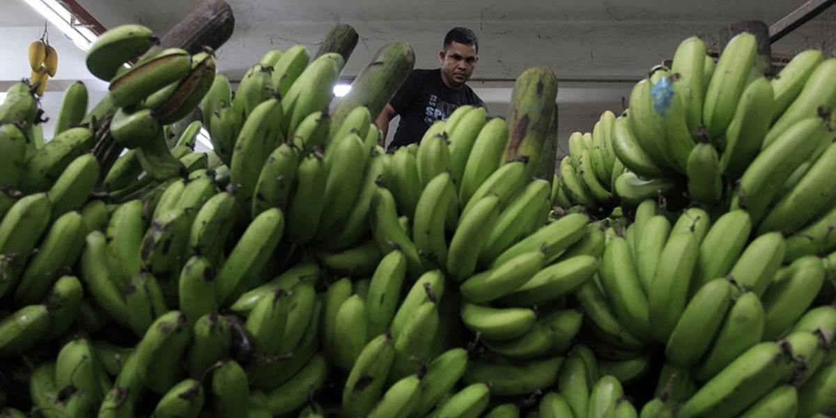 Nebezpečná huba, ktorá ničí banánovníky, sa šíri ďalej do sveta
