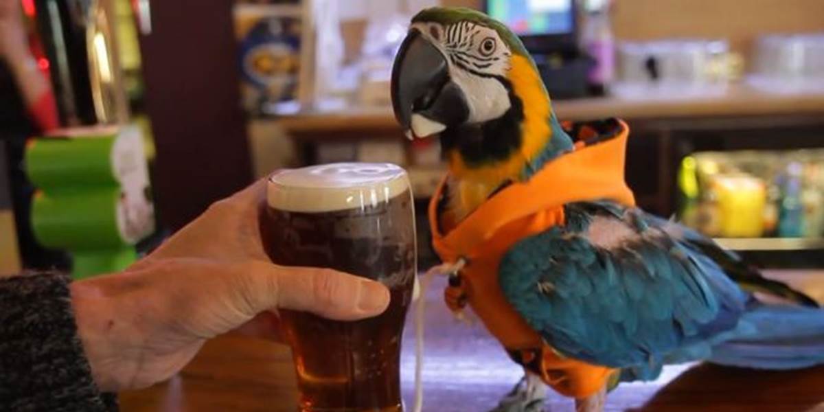 VIDEO Šesťročný papagáj nosí mikinu a pije pivo!