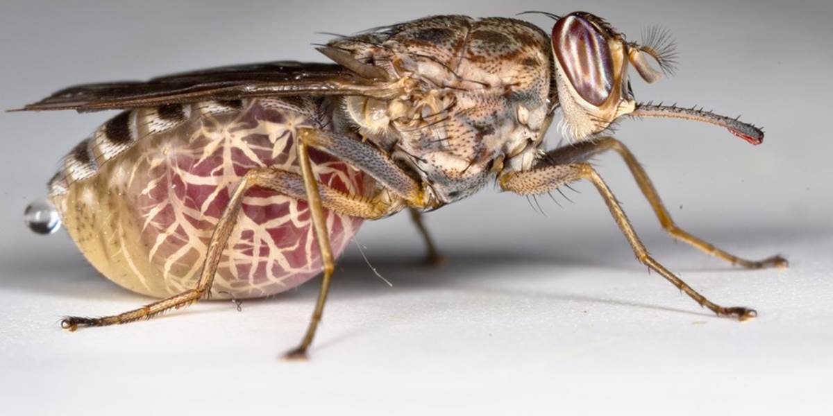 Vedci rozlúštili genetický kód smrtiacej muchy tse-tse