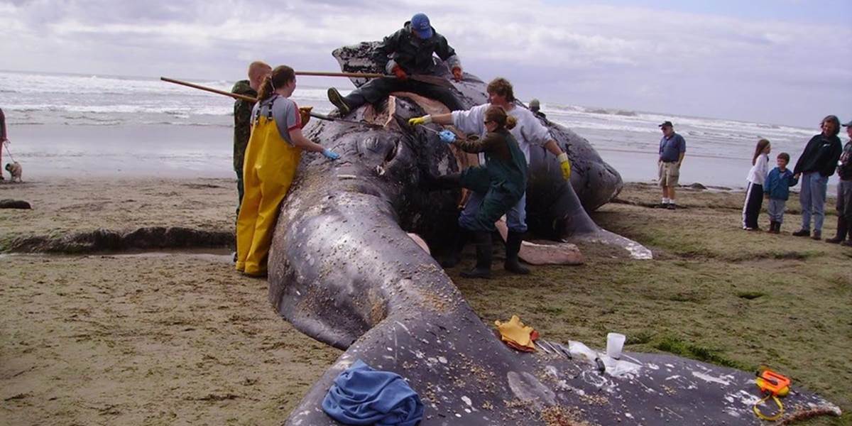 Mŕtva veľryba na pobreží kanadského mesta straší obyvateľov: Boja sa, že vybuchne!