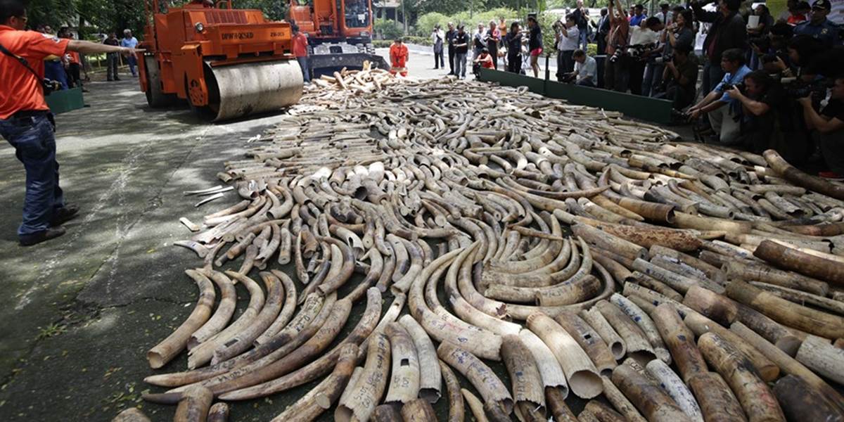 Mega kontraband! Kambodžskí colníci zhabali tri tony pašovanej slonoviny
