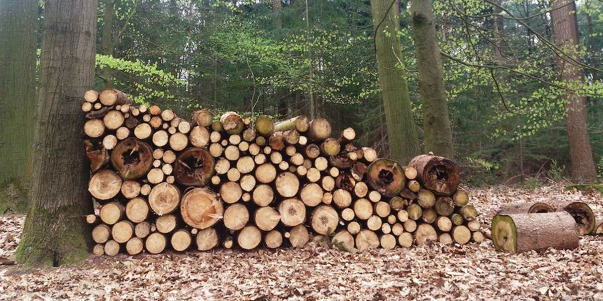 Polícia pátra po páchateľovi: Ukradol drevo za viac ako 6-tisíc eur!