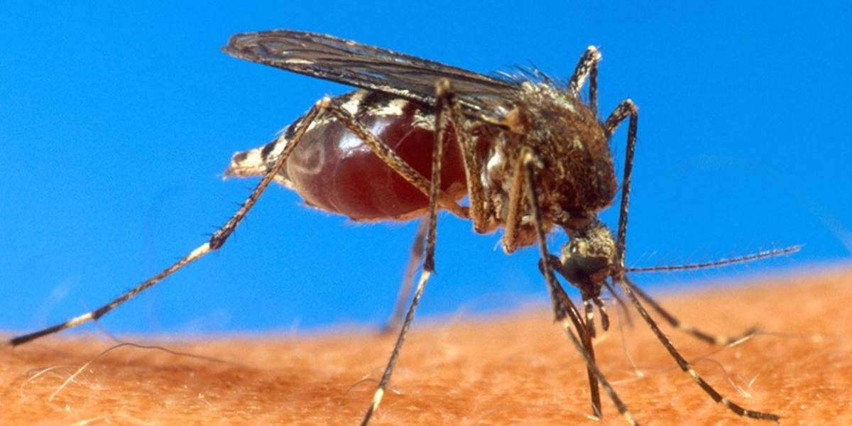 V Haiti vypukla epidémia hmyzom prenášaného vírusu chikungunya