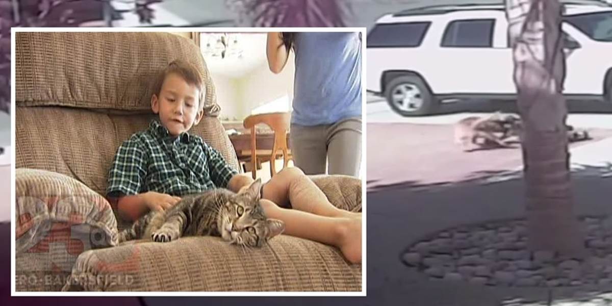VIDEO Toto ste ešte nevideli: Mačka zachránila chlapca pred besným psom!