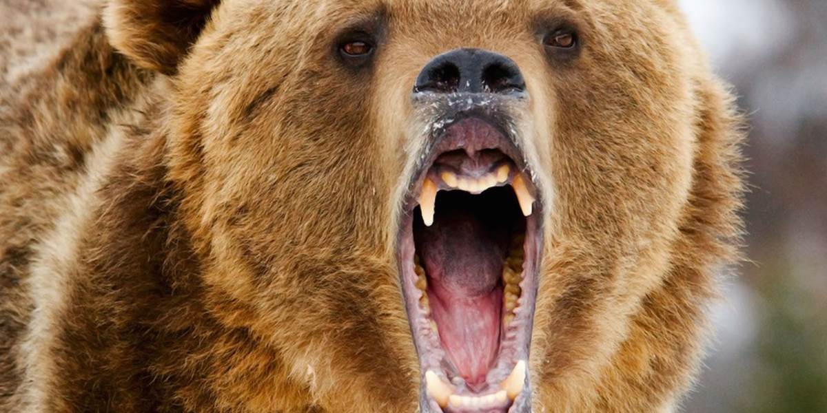 Medvedica napadla bežkyňu na vojenskej základni na Aljaške