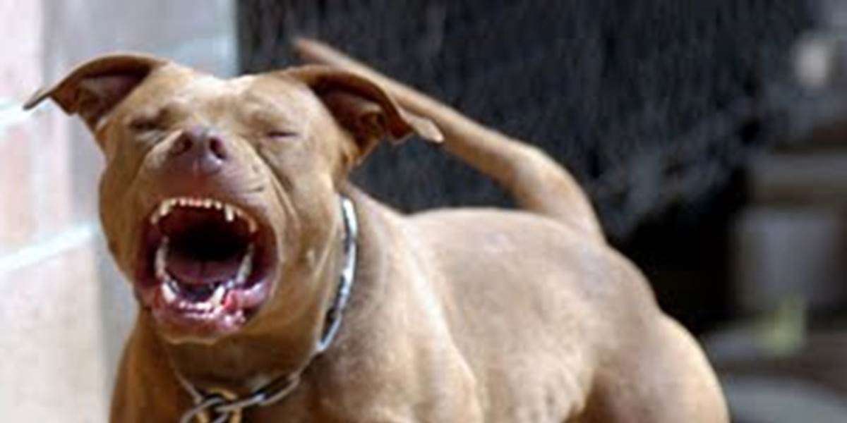 Za krvavý útok argentínskej dogy na Mateja, dostal majiteľ psa len podmienku!