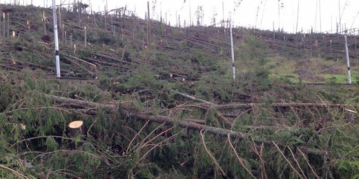 V prešovských mestských lesoch spadlo tisíc kubíkov stromov