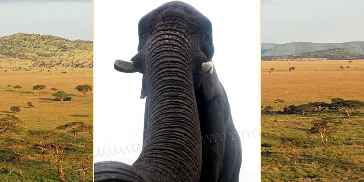 Slonica v britskom safari parku našla mobil: Urobila si selfie!