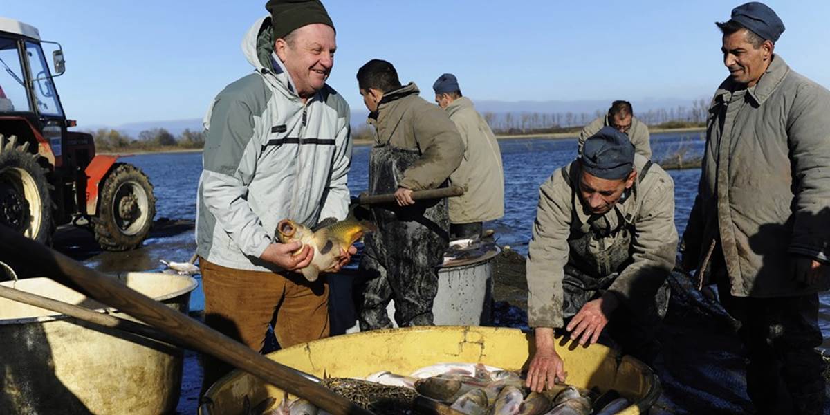 Začala sa "pravá" kaprová sezóna, skončil sa všeobecný zákaz lovu rýb