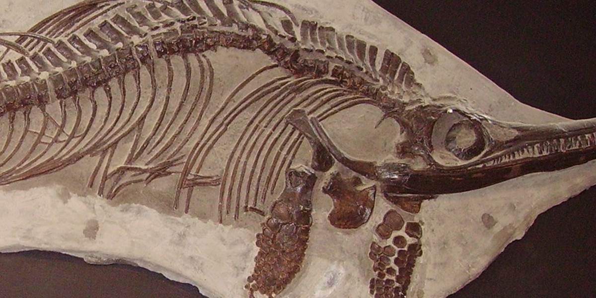 V národnom parku v Čile sa našlo takmer 50 skamenelín pravekého jaštera
