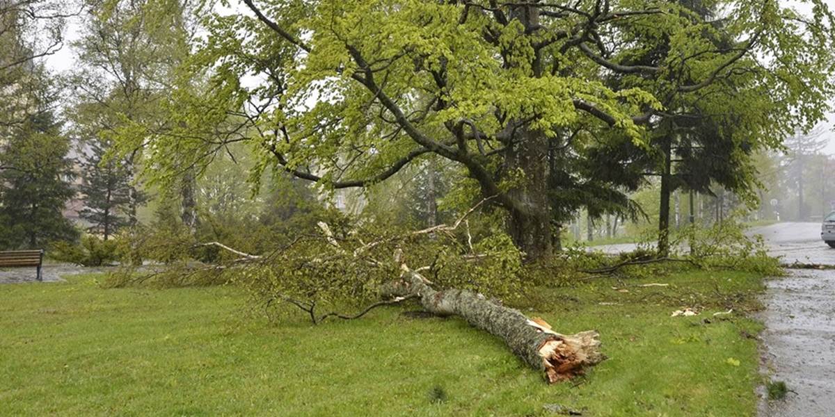 Nebezpečné stromy v Banskej Bystrici stále nie sú označené