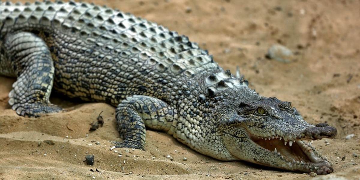 Polícia našla v tele krokodíla zvyšky ľudskej obete
