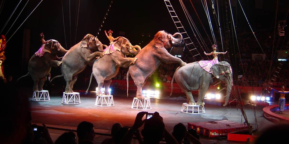Mesto Mexiko zakázalo zvieratá v cirkusoch