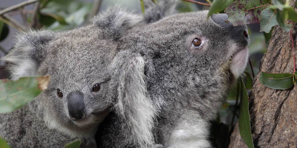 Viete prečo koaly objímajú stromy?
