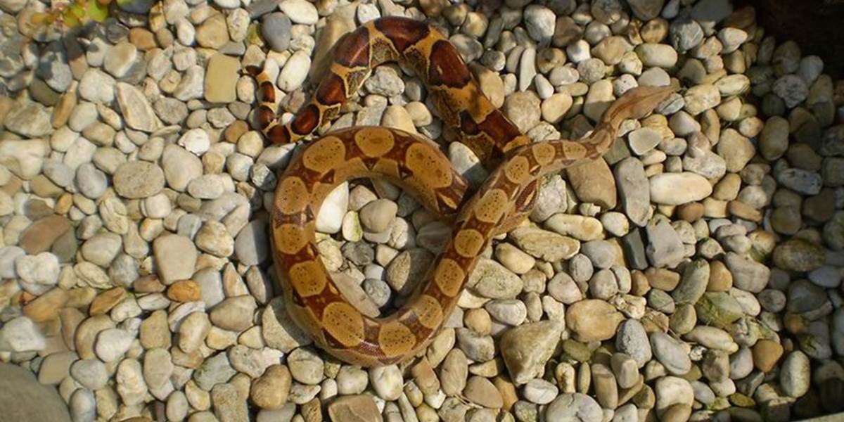 V hoteli v Plzni našli hada, ktorý tam nebadane prežíval od februára