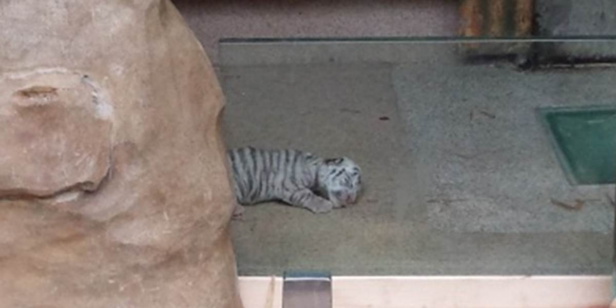 Mláďa vzácneho bieleho tigra v libereckej zoo uhynulo