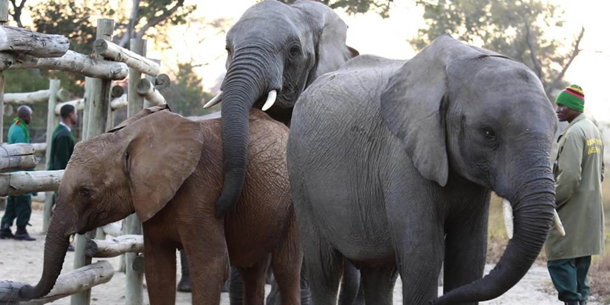 Pytliaci zabili vlani v Afrike vyše 20-tisíc slonov