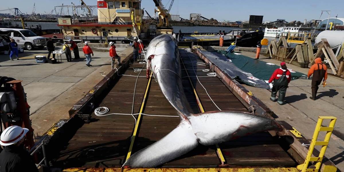 Japonsko ulovilo ďalších 30 veľrýb, nerešpektuje medzinárodné zákazy