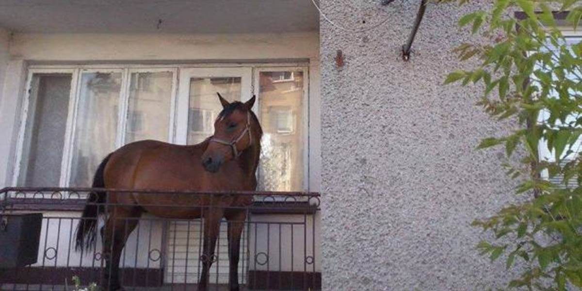 Poliak si požičal koňa ako kosačku trávniku, skryl ho na balkóne