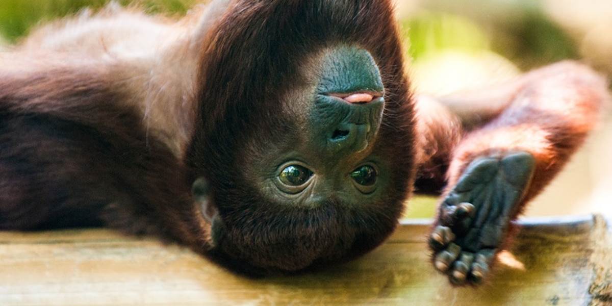 V Sedmohradsku naháňali opice: Zo zoo utiekla mladá skupinka!