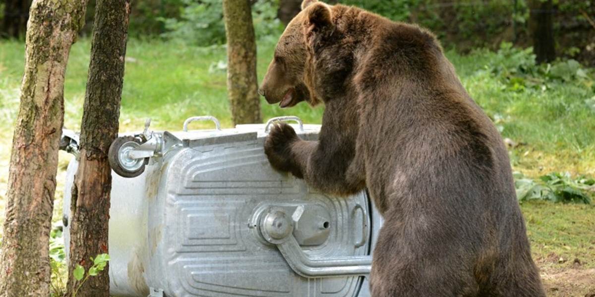 V košickej zoo testovali medvede špeciálny kontajner na odpadky