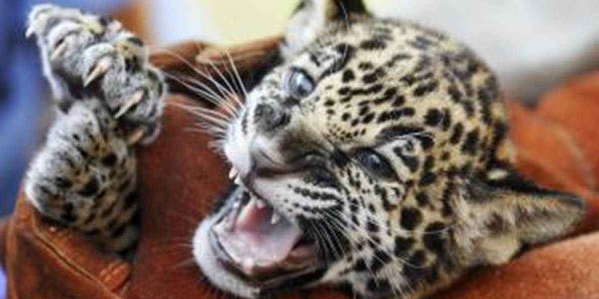 Návštevníci ZOO budú môcť vidieť mláďa jaguára amerického