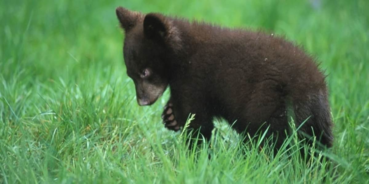 Švajčiarska zoo zabila a vypchala zdravé medvieďa kvôli deťom!