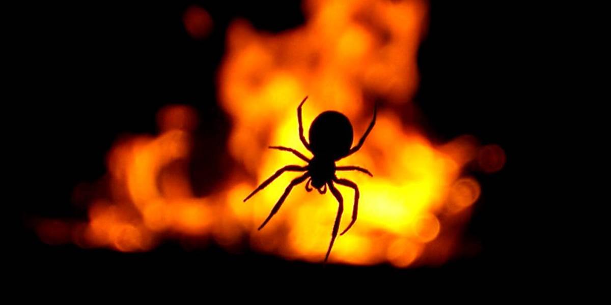 Ženu zatkli za podpaľačstvo, snažila sa zabiť pavúka ohňom!