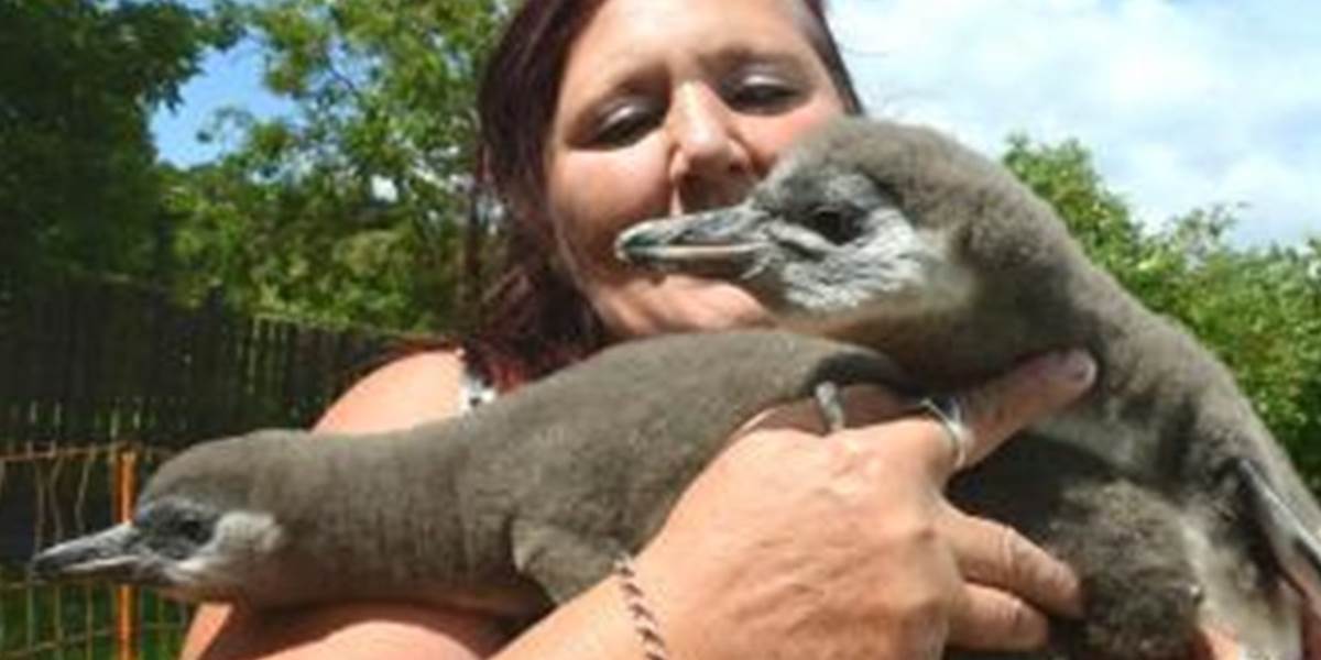 V košickej zoo už môžu návštevníci vidieť nové mláďa tučniaka