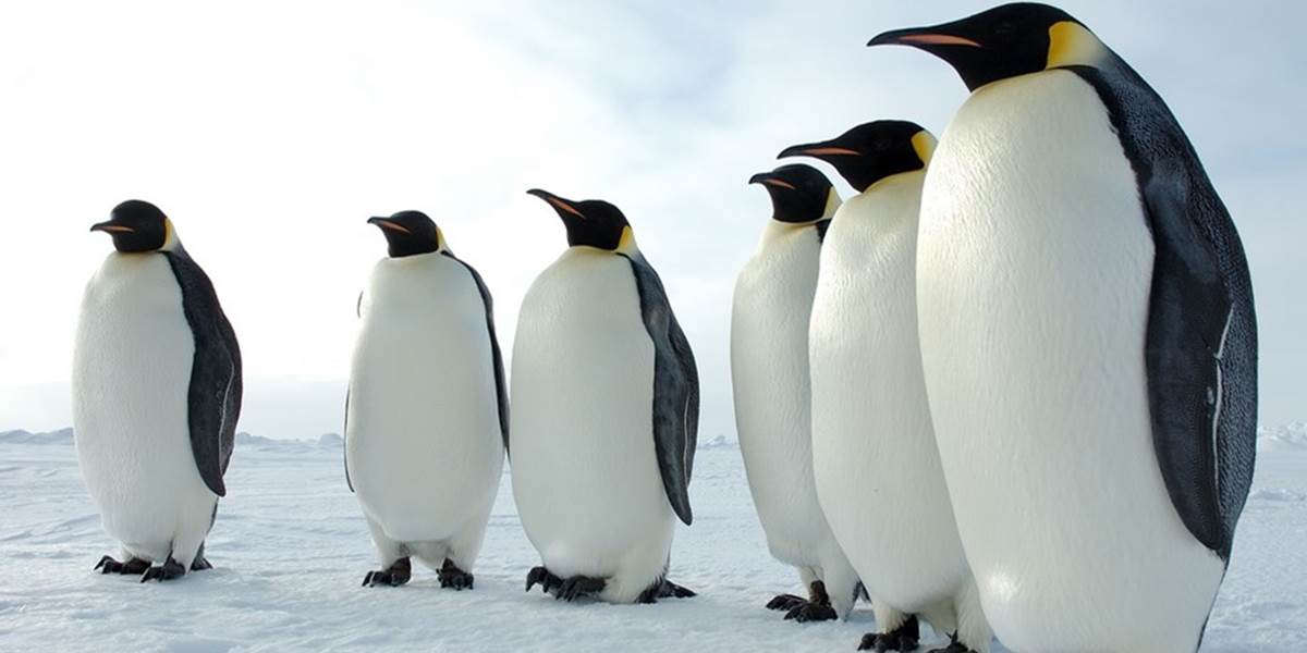 Klimatické zmeny môžu ovplyvniť populáciu tučniakov
