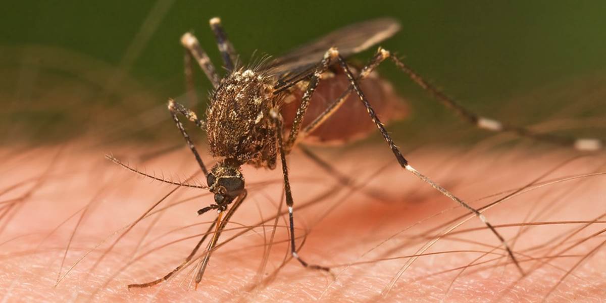 Komáre spôsobujú ľuďom pri Dunaji aj v tomto roku značné ťažkosti